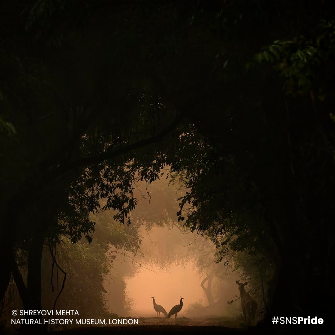 Shreyovi Mehta: Youngest Indian Runner-Up at BBC Wildlife Photographer of the Year 2024